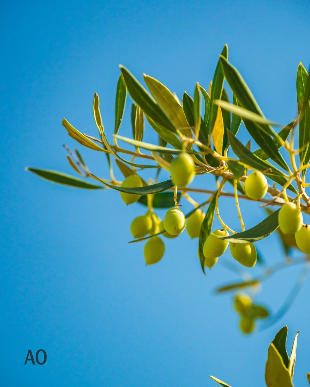 Olive branch against a blue sky